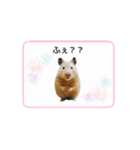 キンクマハムスターきなこ3（個別スタンプ：27）