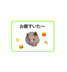 キンクマハムスターきなこ3（個別スタンプ：30）