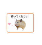 キンクマハムスターきなこ3（個別スタンプ：33）