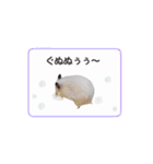 キンクマハムスターきなこ3（個別スタンプ：34）