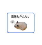 キンクマハムスターきなこ3（個別スタンプ：35）