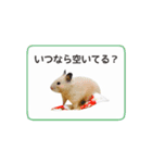 キンクマハムスターきなこ3（個別スタンプ：39）