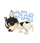 Our Story ( Dog )（個別スタンプ：5）