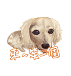 Our Story ( Dog )（個別スタンプ：15）
