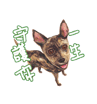 Our Story ( Dog )（個別スタンプ：21）