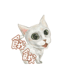Our Story ( Cat )（個別スタンプ：2）