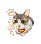 Our Story ( Cat )（個別スタンプ：6）