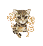 Our Story ( Cat )（個別スタンプ：9）