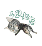 Our Story ( Cat )（個別スタンプ：11）