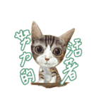 Our Story ( Cat )（個別スタンプ：18）