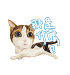 Our Story ( Cat )（個別スタンプ：19）