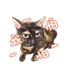 Our Story ( Cat )（個別スタンプ：25）