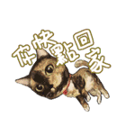 Our Story ( Cat )（個別スタンプ：26）