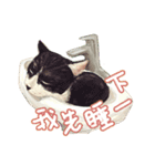 Our Story ( Cat )（個別スタンプ：29）