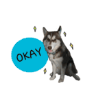 Kai-Toon,Goofy Husky（個別スタンプ：2）