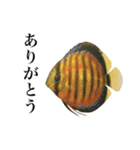 使いやすい熱帯魚と淡水魚（個別スタンプ：5）