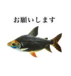 使いやすい熱帯魚と淡水魚（個別スタンプ：6）