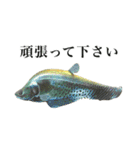 使いやすい熱帯魚と淡水魚（個別スタンプ：11）