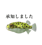 使いやすい熱帯魚と淡水魚（個別スタンプ：12）