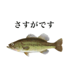 使いやすい熱帯魚と淡水魚（個別スタンプ：13）