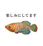 使いやすい熱帯魚と淡水魚（個別スタンプ：14）