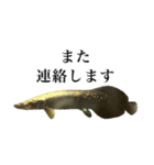 使いやすい熱帯魚と淡水魚（個別スタンプ：17）