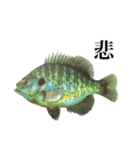 使いやすい熱帯魚と淡水魚（個別スタンプ：19）