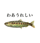 使いやすい熱帯魚と淡水魚（個別スタンプ：22）