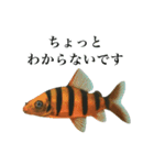 使いやすい熱帯魚と淡水魚（個別スタンプ：24）