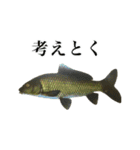 使いやすい熱帯魚と淡水魚（個別スタンプ：26）