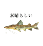 使いやすい熱帯魚と淡水魚（個別スタンプ：29）