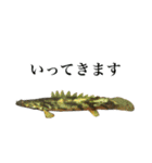 使いやすい熱帯魚と淡水魚（個別スタンプ：30）