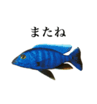 使いやすい熱帯魚と淡水魚（個別スタンプ：32）