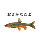 使いやすい熱帯魚と淡水魚（個別スタンプ：33）