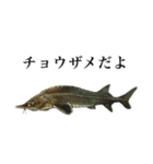 使いやすい熱帯魚と淡水魚（個別スタンプ：34）