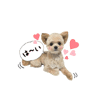 チワプーのAlu（個別スタンプ：3）