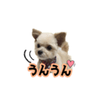 チワプーのAlu（個別スタンプ：4）