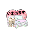 チワプーのAlu（個別スタンプ：21）