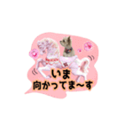 チワプーのAlu（個別スタンプ：22）