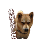 柴犬ファン2（個別スタンプ：7）