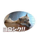 柴犬ファン2（個別スタンプ：12）