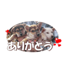 柴犬ファン2（個別スタンプ：18）