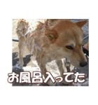 柴犬ファン2（個別スタンプ：23）