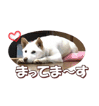 柴犬ファン2（個別スタンプ：27）