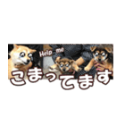 柴犬ファン2（個別スタンプ：28）