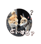 柴犬ファン2（個別スタンプ：29）