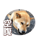 柴犬ファン2（個別スタンプ：31）