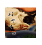 ねこneko日記（関西弁）改訂版（個別スタンプ：8）