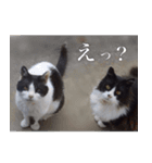 ねこneko日記（関西弁）改訂版（個別スタンプ：9）