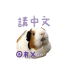 モルモット - 写真スタンプ vol. 2（個別スタンプ：2）